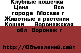 Клубные кошечки › Цена ­ 10 000 - Все города, Москва г. Животные и растения » Кошки   . Воронежская обл.,Воронеж г.